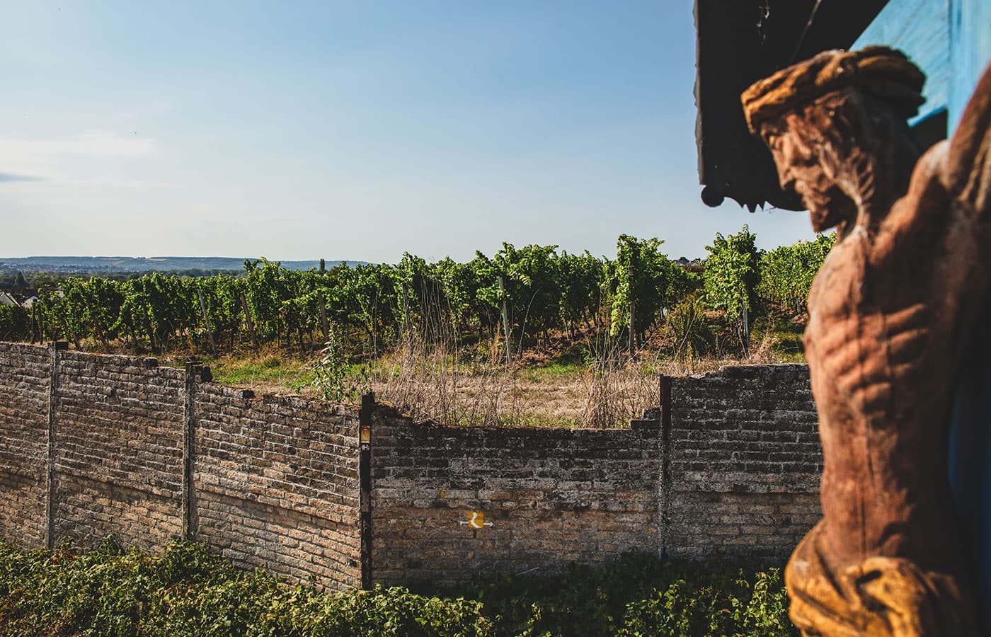 Rheingauer Weinberge