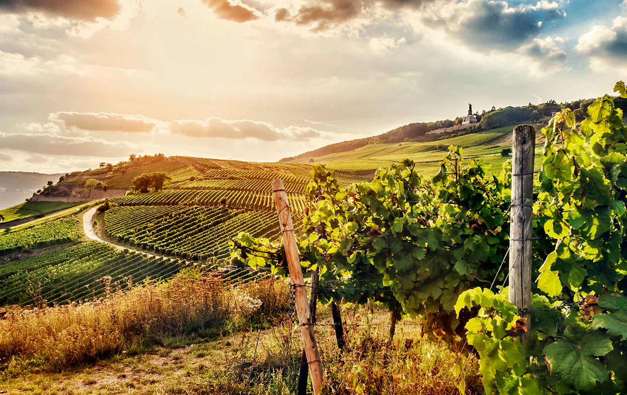 Weinberge von Schloss Reinhartshausen im Abendlicht